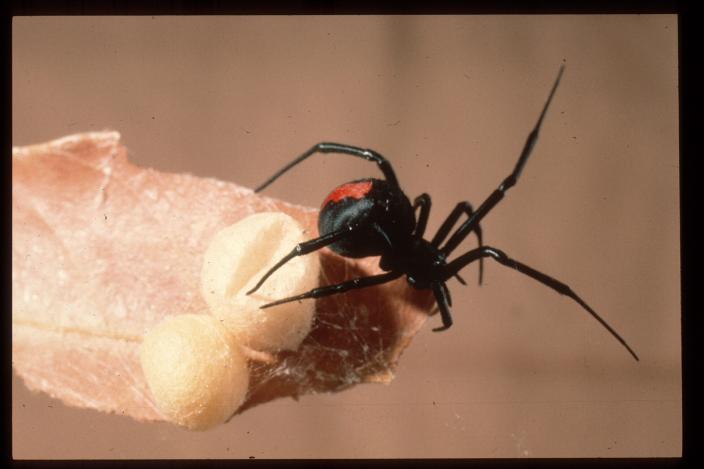 Redback Spider Bite Dog Symptoms